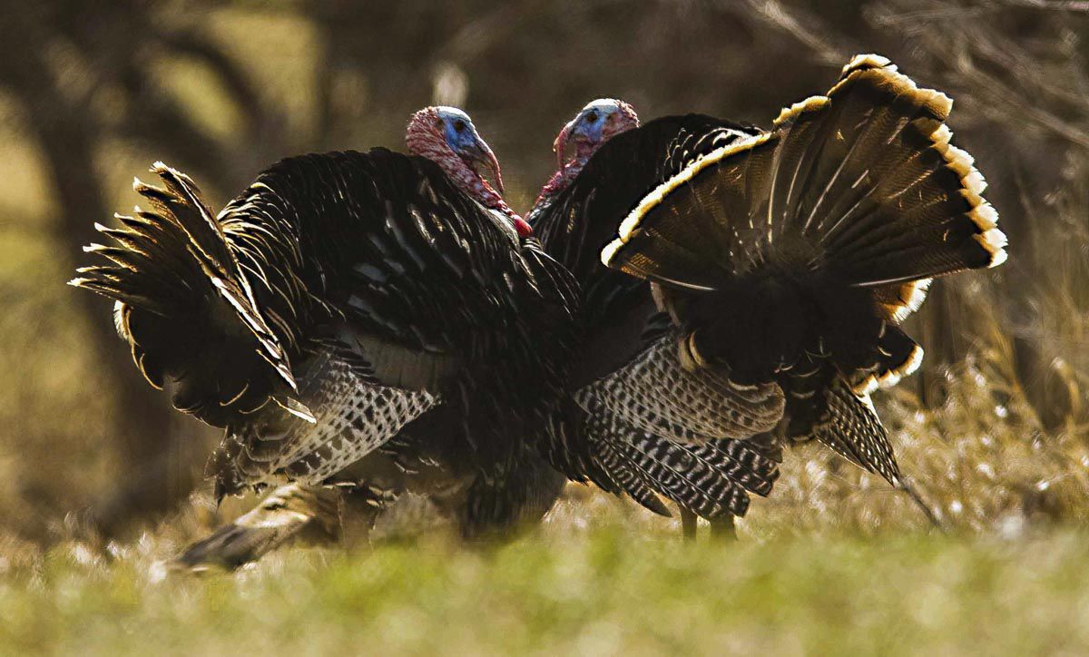 Tom turkeys
